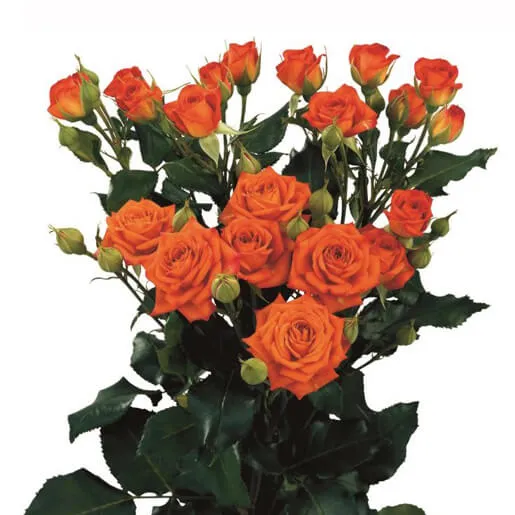 Spray Roses