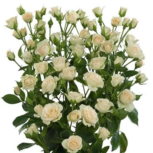 Cream Gracia