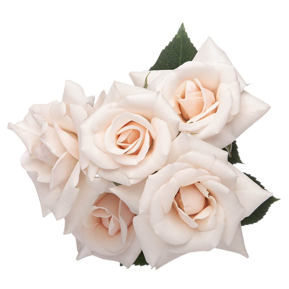Cream White Majolica