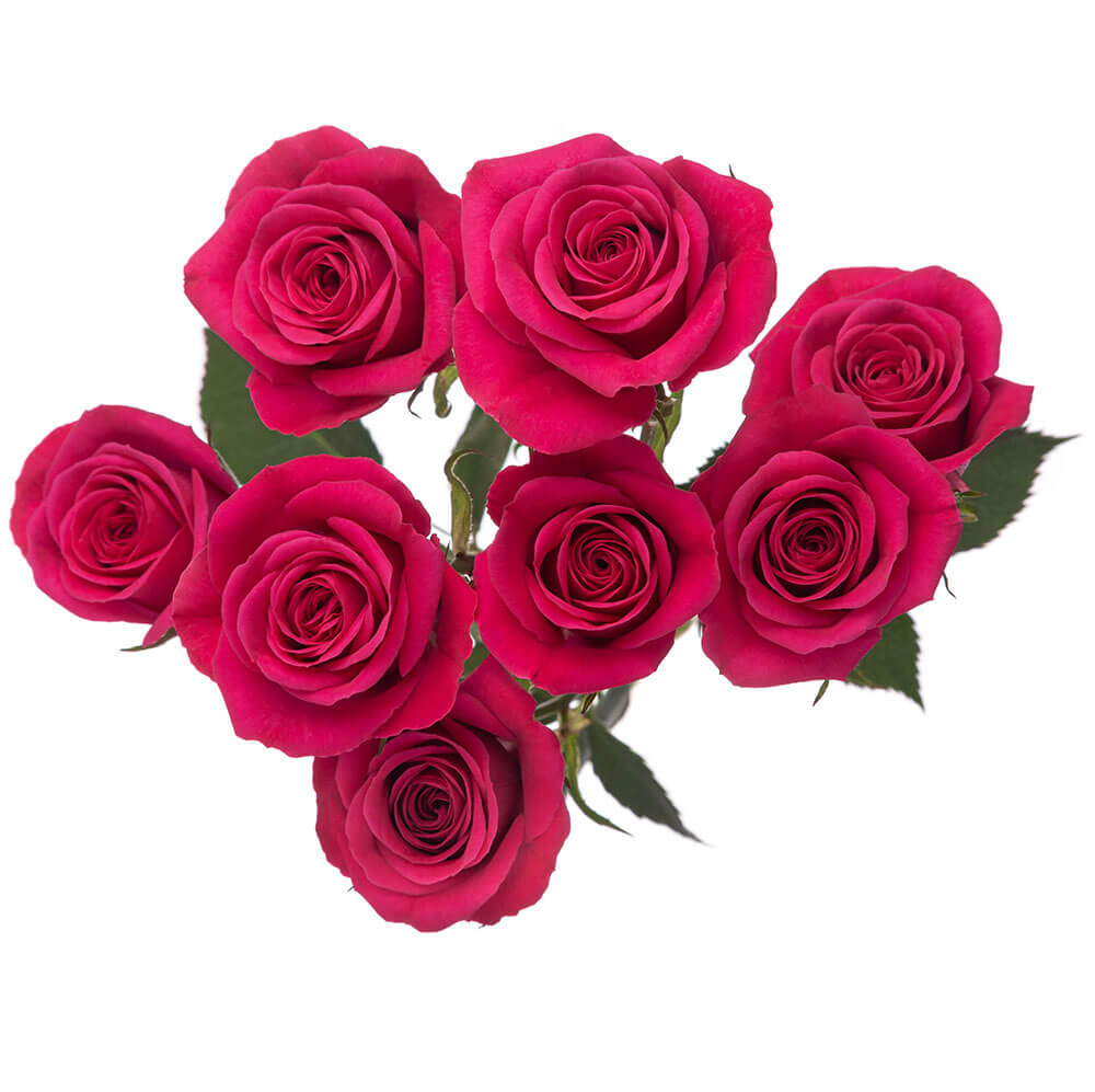 Hot Pink Hot Majolica