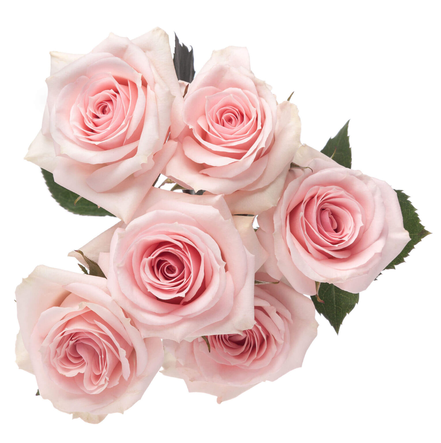 Light Pink Starblush