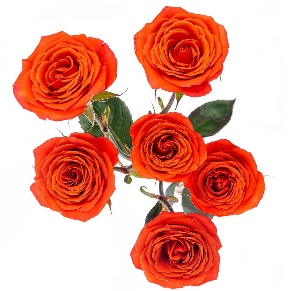 Orange Spray Rose