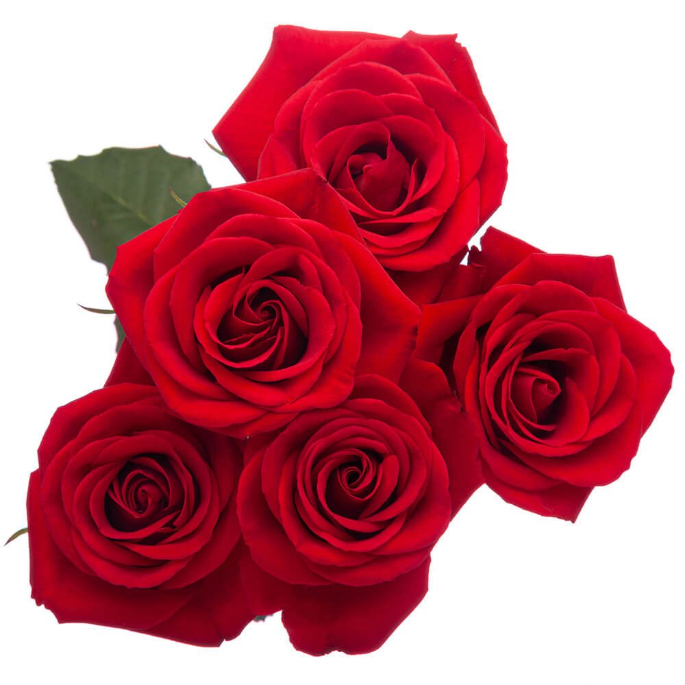 Red Spray Rose