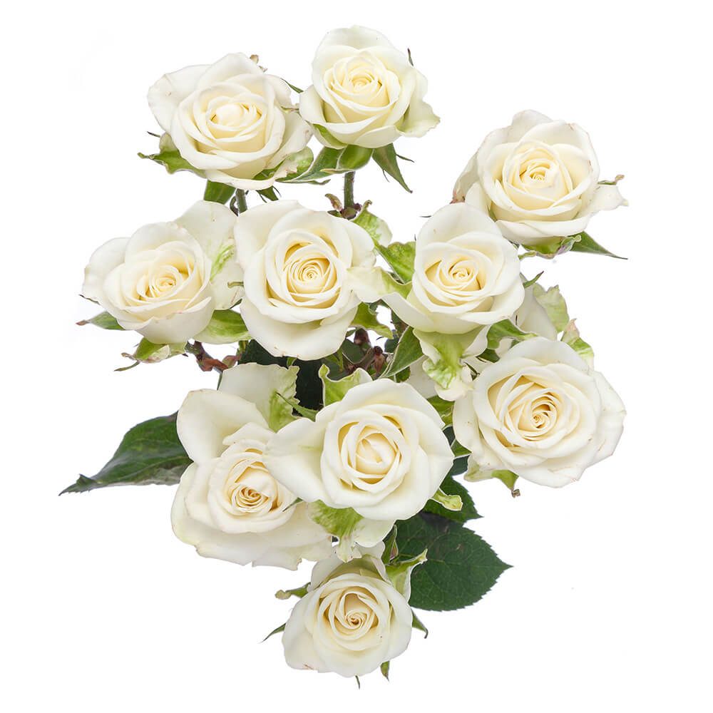 Spray Rose 2026