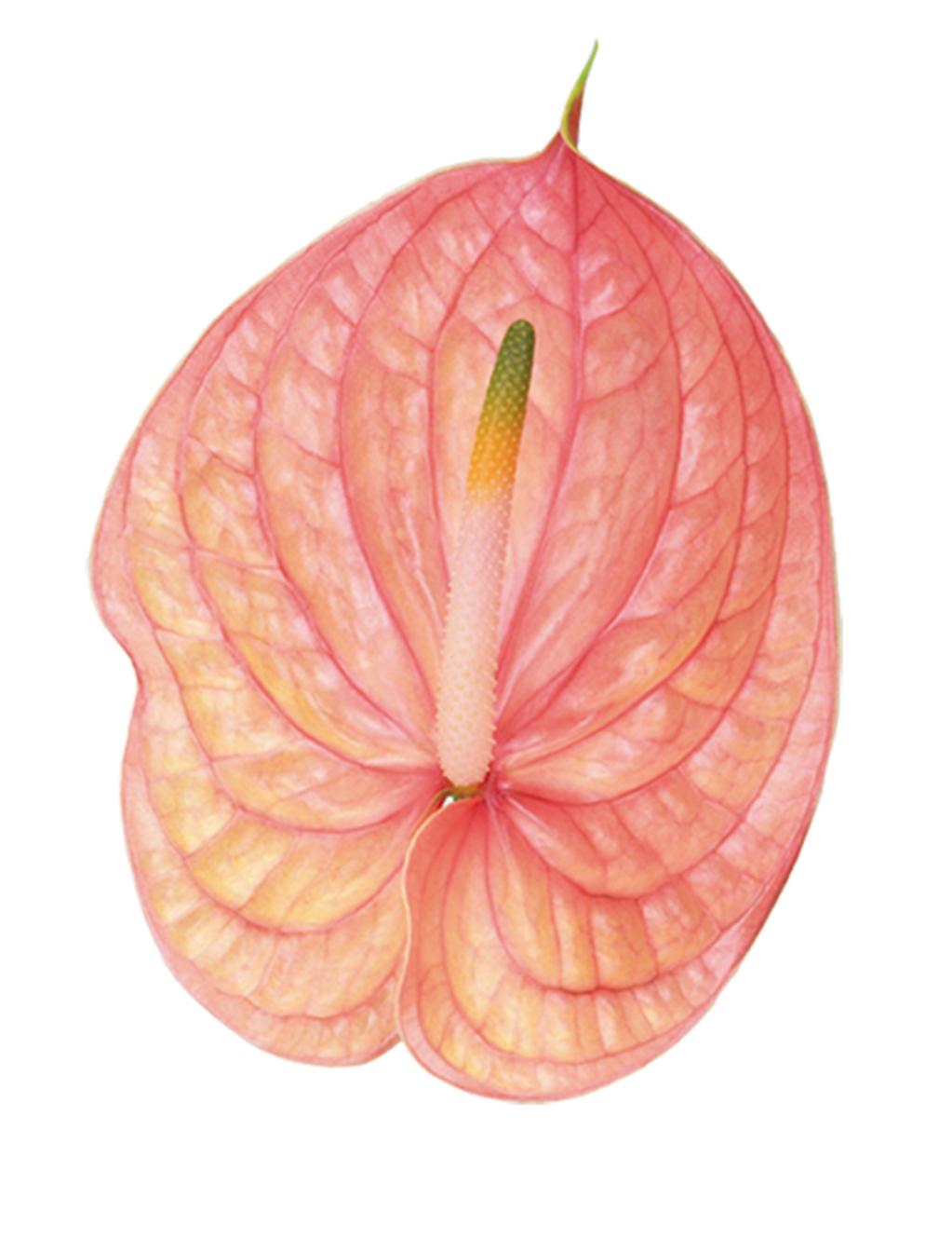 Anthurium Nunzia Dutch