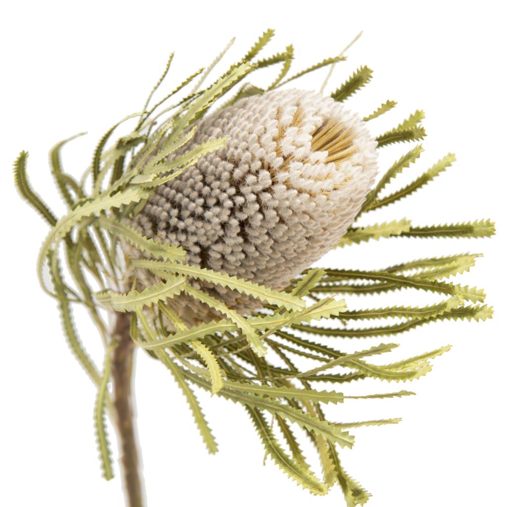 Banksia Protea
