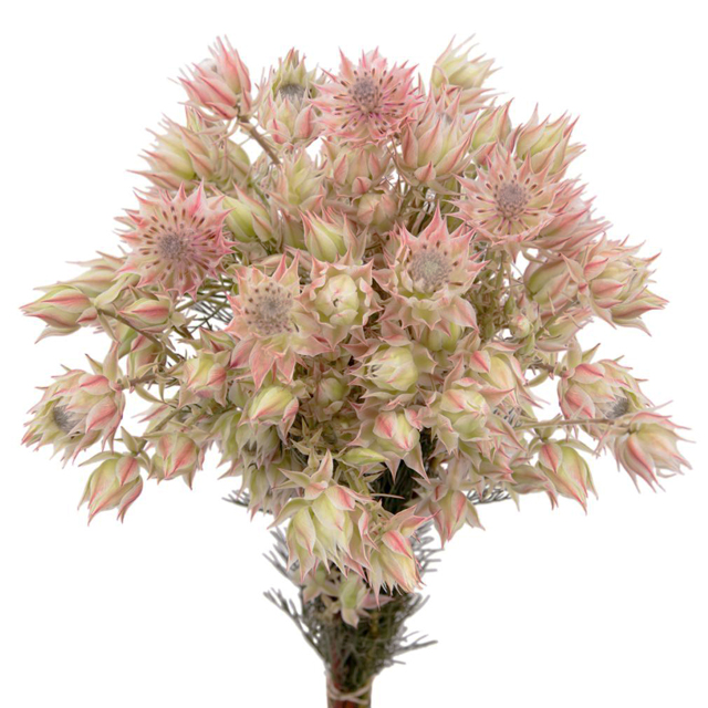 Blush Blushing Bride Protea