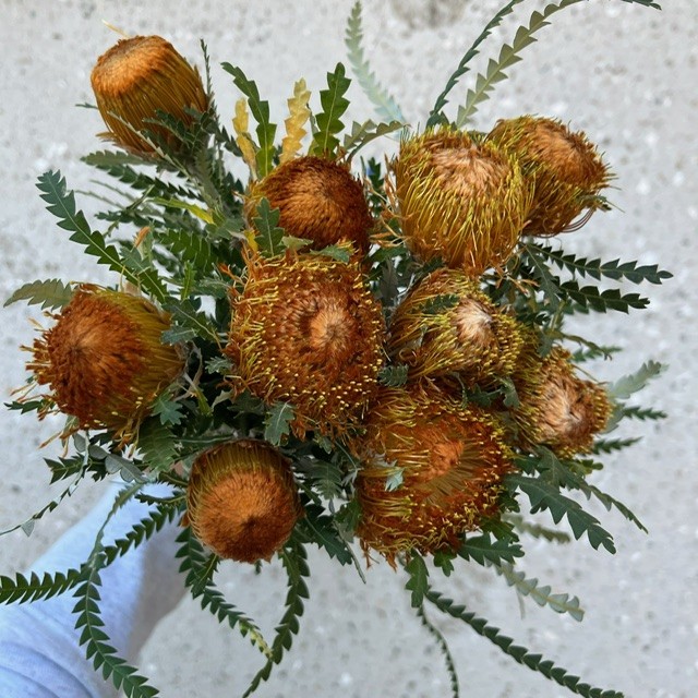 Dryandra Banksia Protea