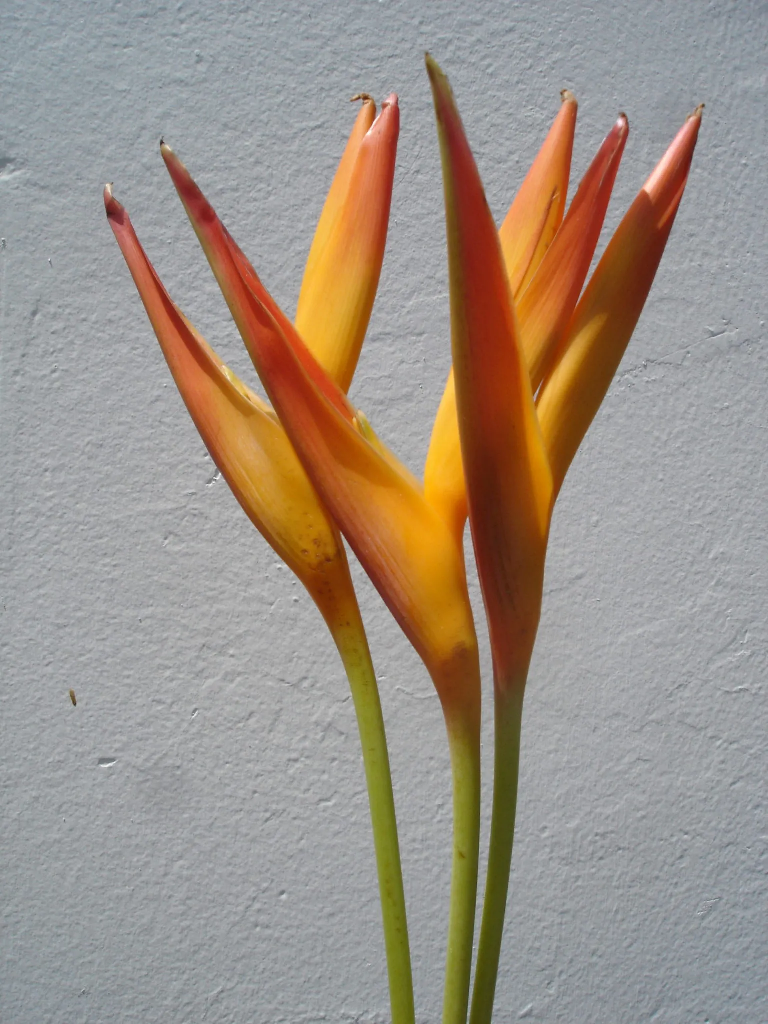 Heliconia