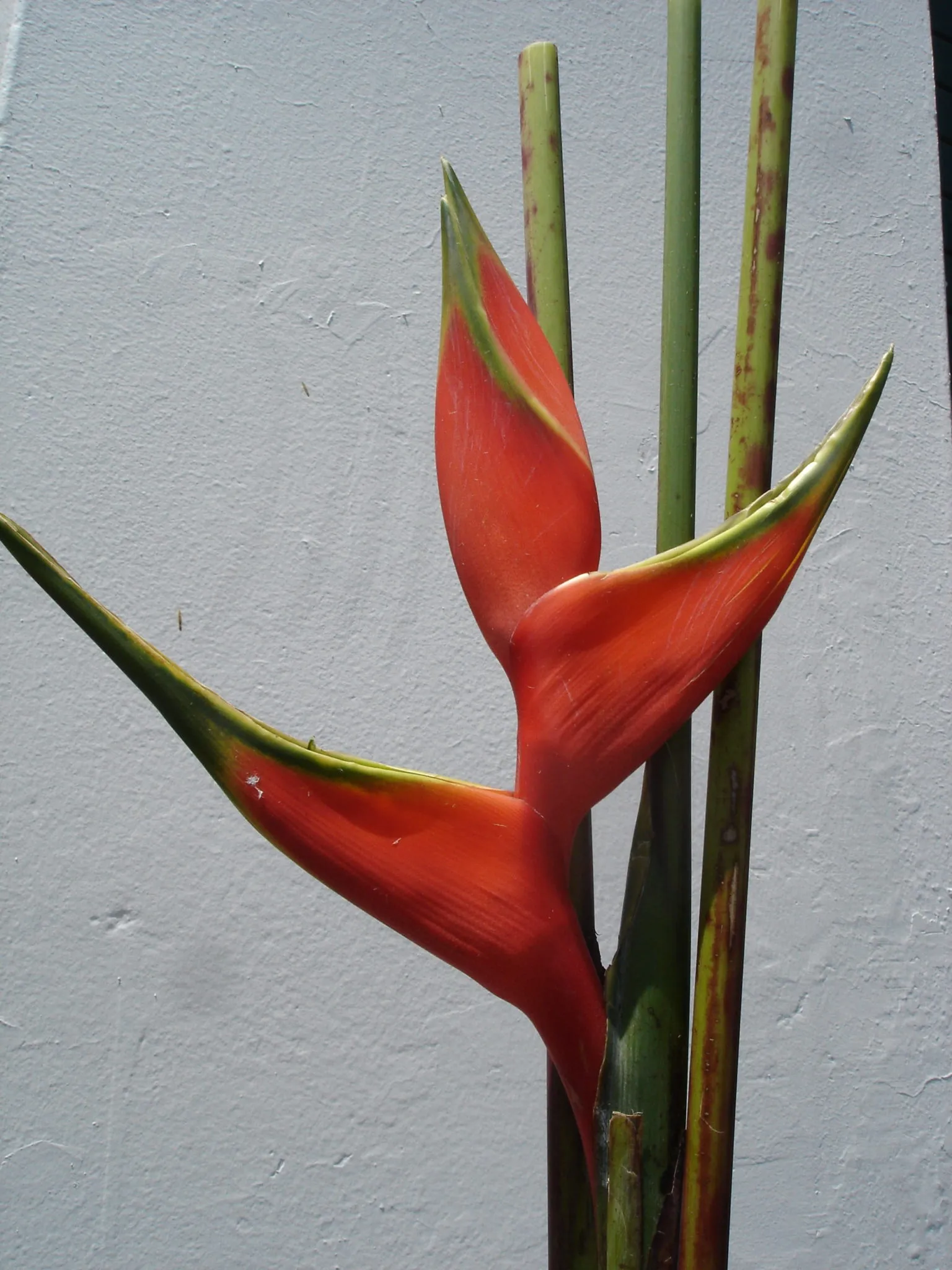 Grand Papa Upright Heliconia