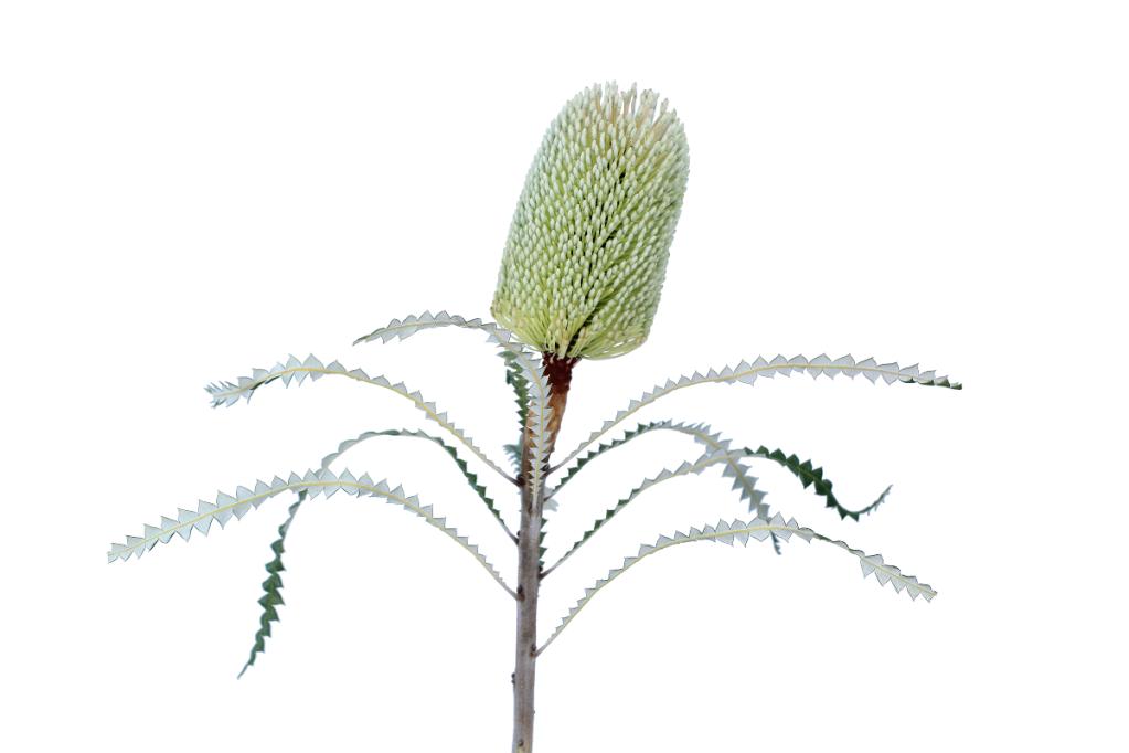 Green Baksia Protea