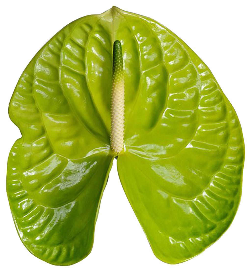 Green Midori