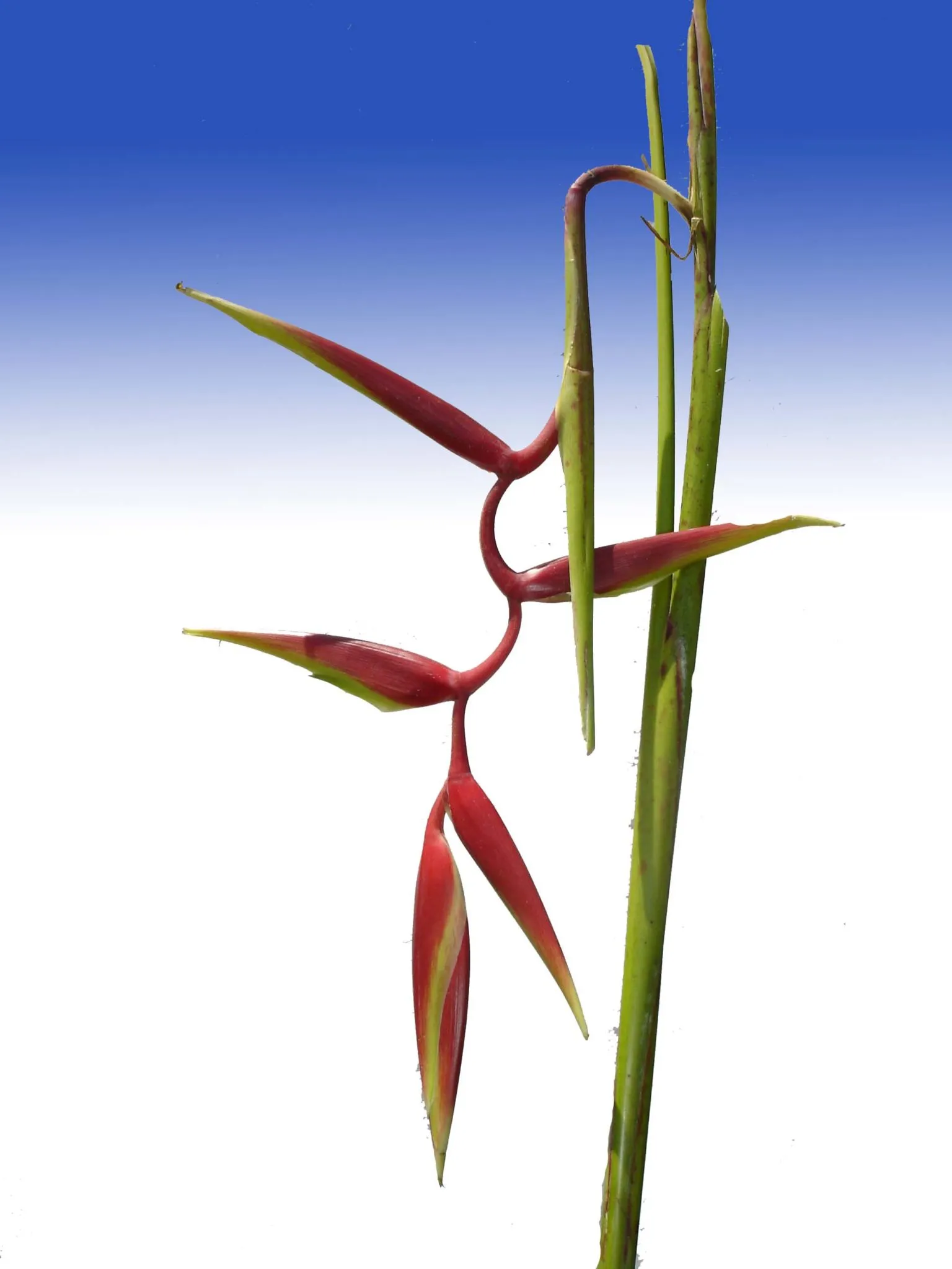 Hanging Heliconia