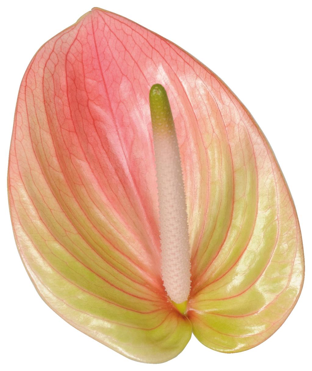 Marea Anthurium Dutch