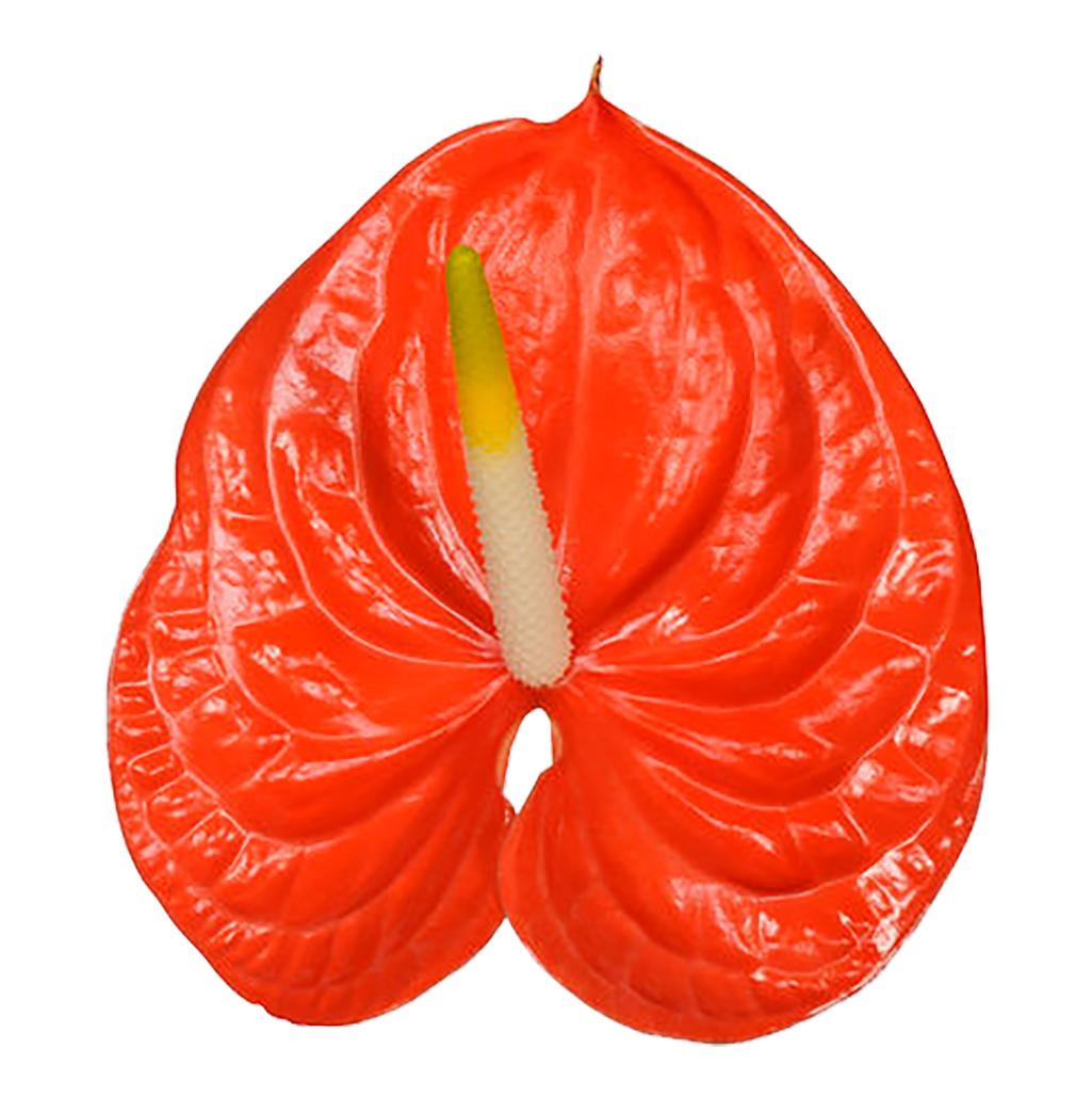 Orange Anthurium