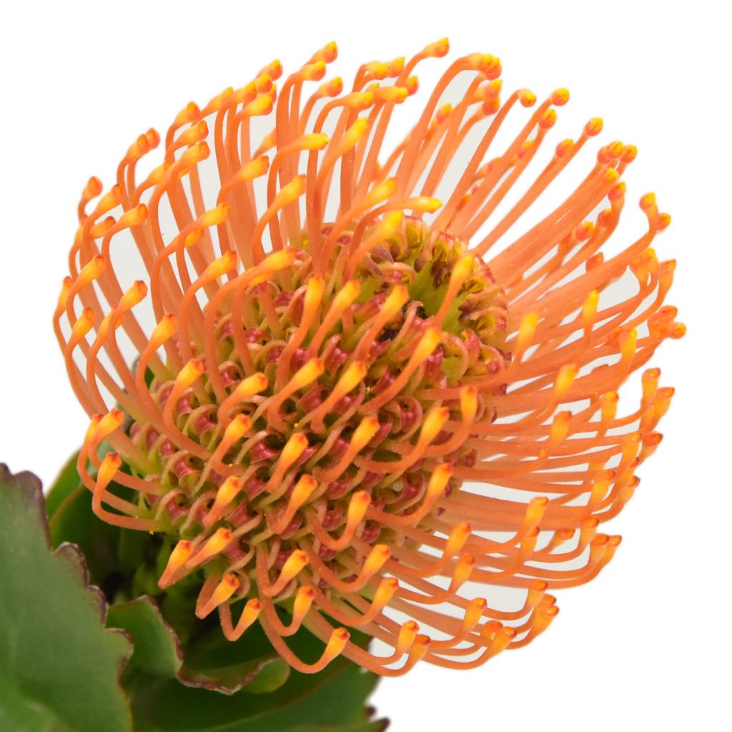 Orange Pin Cushion