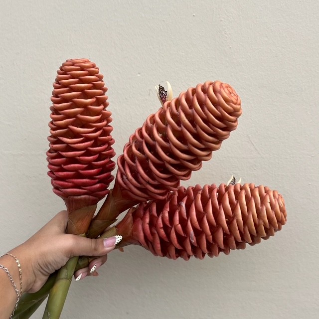 Honey Comb Ginger