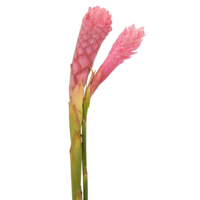 Pink Ginger