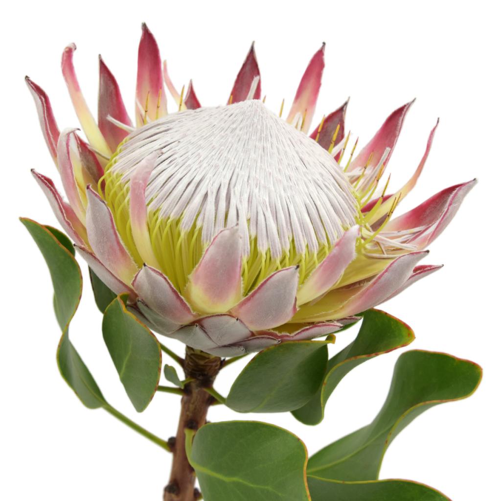 Pink King Protea