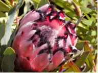 Pink Mink Protea