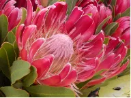 Pink Regular Protea
