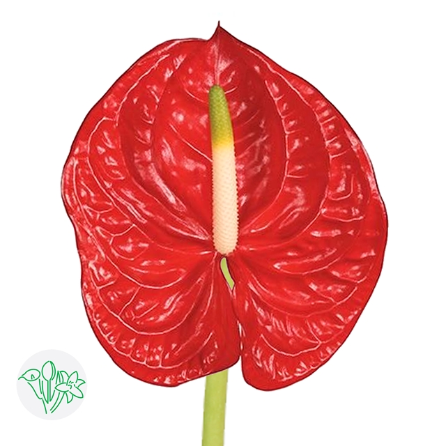 Red Anthurium