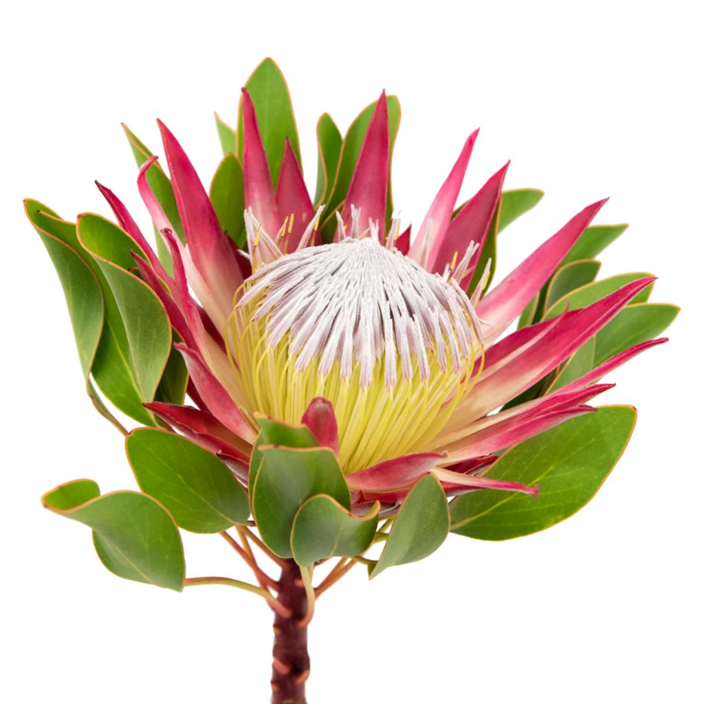 Red King Protea