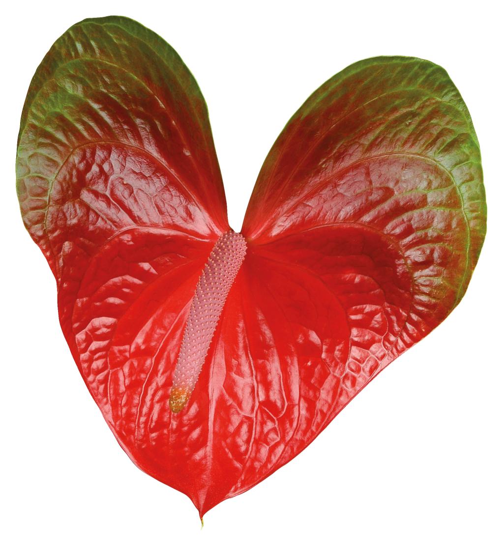 Anthurium