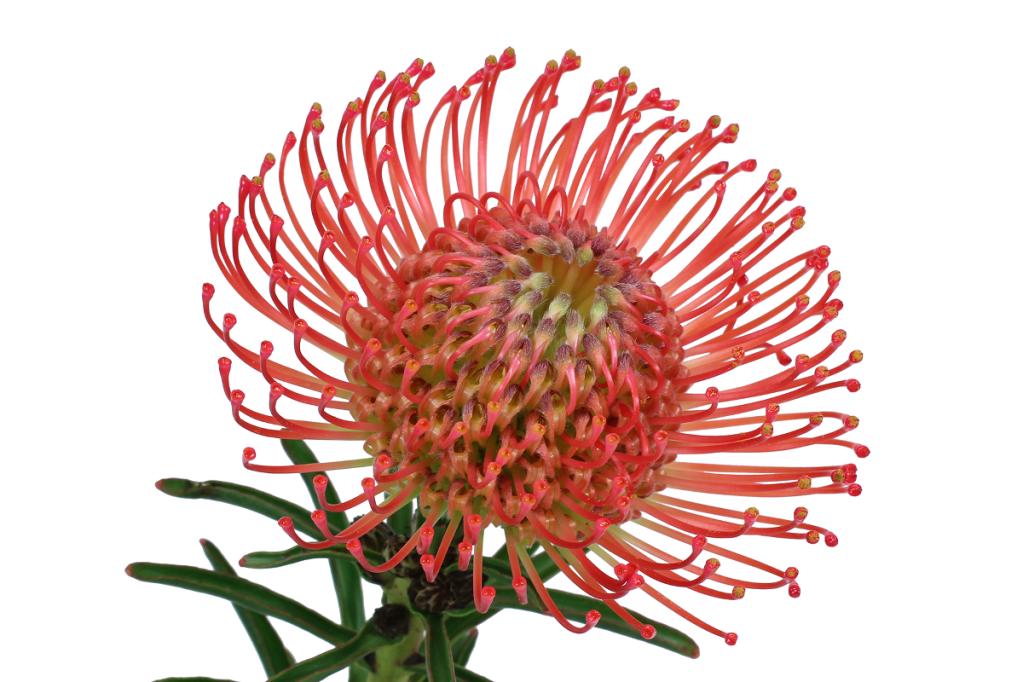 Red Pin Cushion