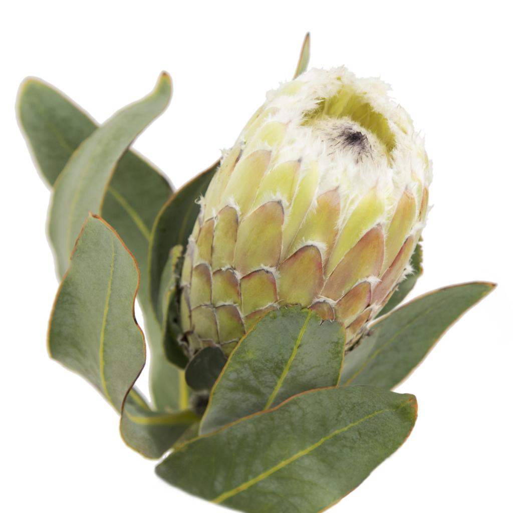 snow princess protea