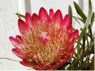 Sugarbush Protea