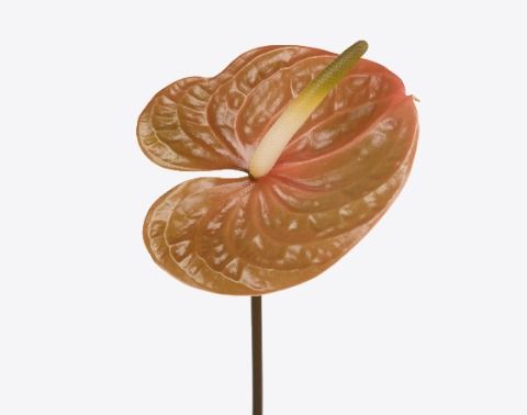 Dutch Anthurium