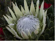 Novelty Protea