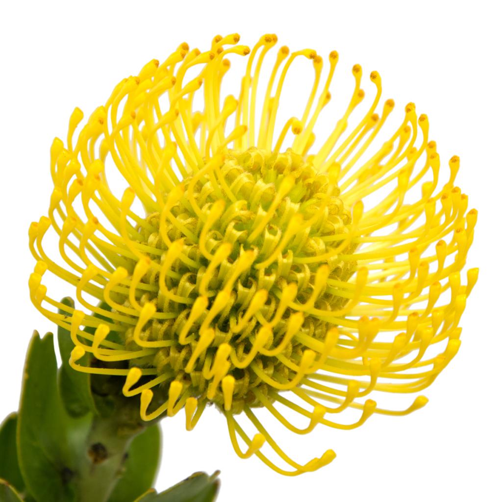 Pin Cushion Protea