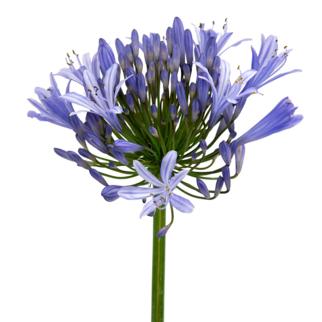 Agapanthus