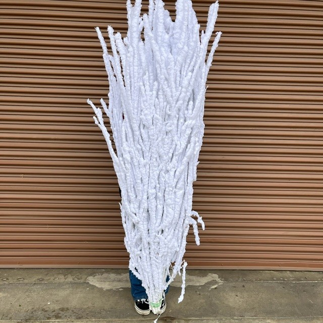 Branches