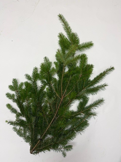 Douglas Fir Bunch from OC Wholesale Flowers Christmas inventory