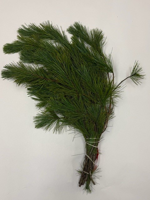 Shore Pine Bunch from OC Wholesale Flowers Christmas inventory
