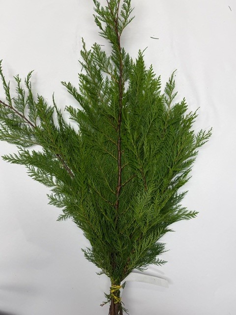 P.O. Cedar Bunch from OC Wholesale Flowers Christmas inventory