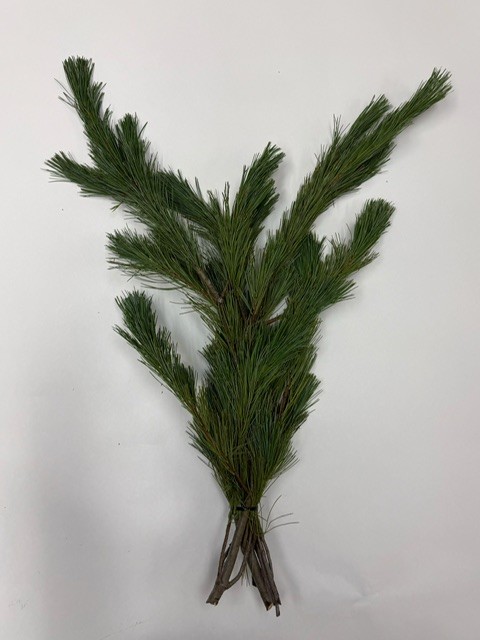 Princess Pine Bunch from OC Wholesale Flowers Christmas inventory