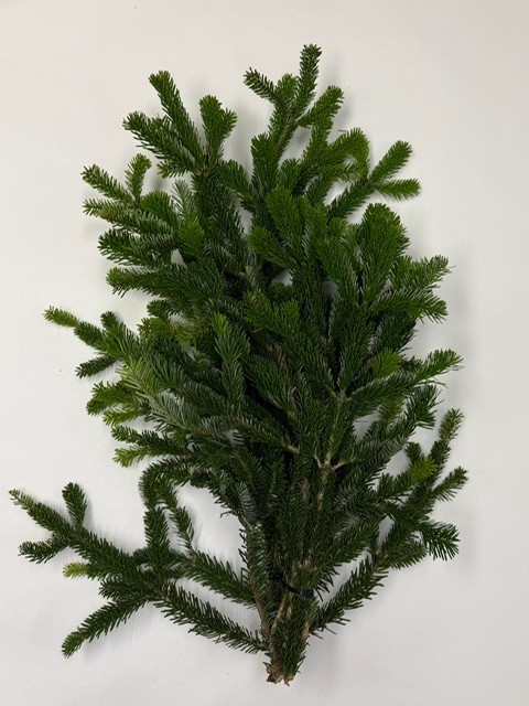 Silver Fir Bunch from OC Wholesale Flowers Christmas inventory