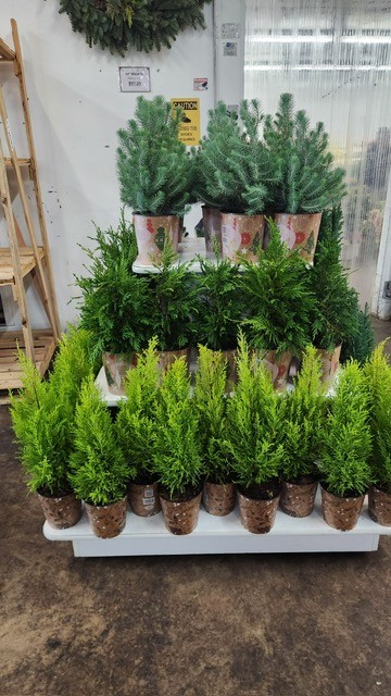 Euro Trees 2 from OC Wholesale Flowers Christmas inventory