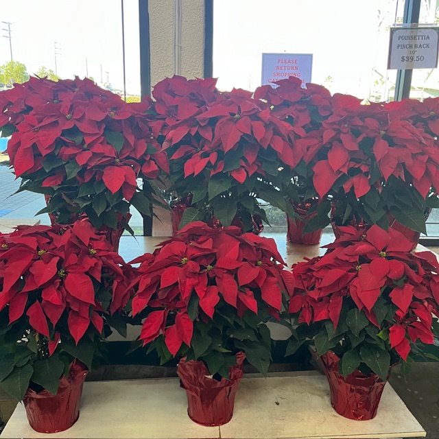 Red Pinchback 10 Inch Display from OC Wholesale Flowers Christmas inventory