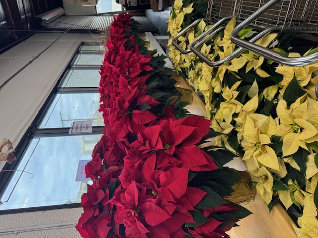 Assorted Pinchback 8 Inch Display from OC Wholesale Flowers Christmas inventory