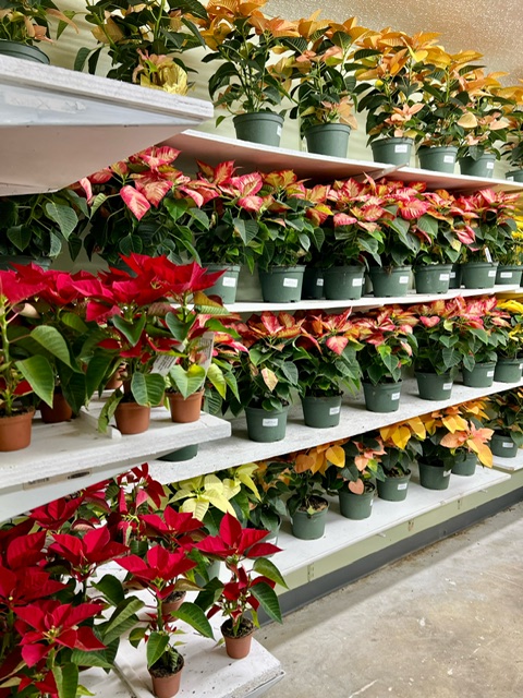 Assorted Poinsettia 6 Inch Display from OC Wholesale Flowers Christmas inventory