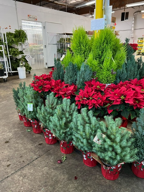 Assorted Floor Display 3 from OC Wholesale Flowers Christmas inventory