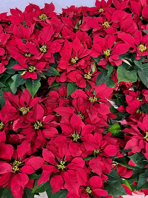 Red Poinsettia 6 Inch Display from OC Wholesale Flowers Christmas inventory
