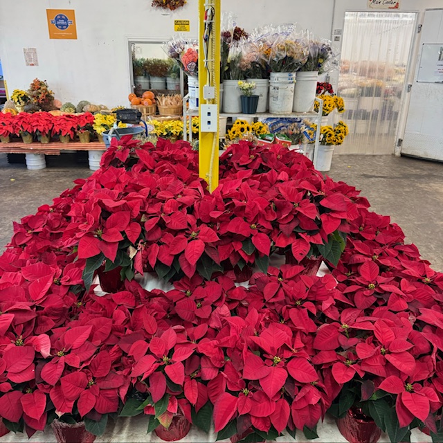 Red Poinsettia 6 Inch Display 2 from OC Wholesale Flowers Christmas inventory