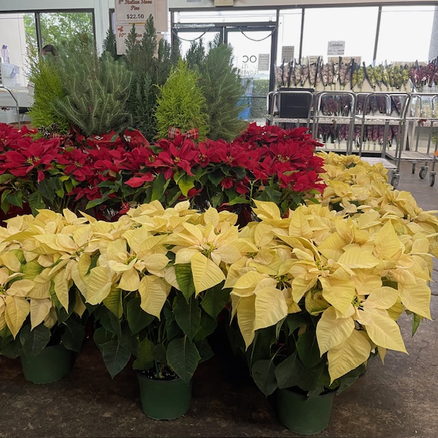 Assorted Floor Display 2 from OC Wholesale Flowers Christmas inventory