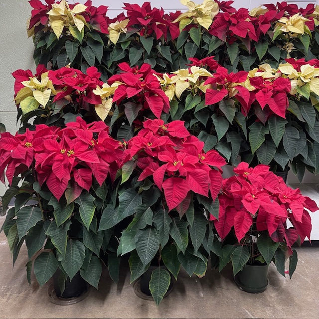 Paul Ecke Poinsettia Display from OC Wholesale Flowers Christmas inventory